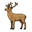 Deer