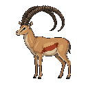 Royal Antelope