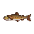 Raw trout